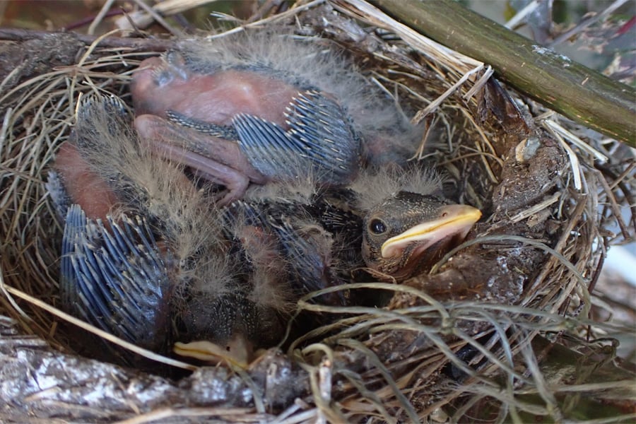 nestling robins
